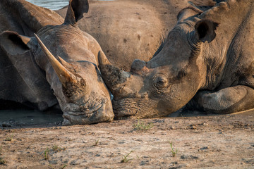 Two White rhinos laying together.
