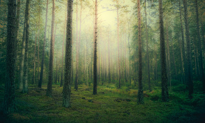 Beautiful pine forest at foggy sunrise. Tree trunks and cold mist