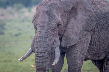 Fototapeta na wymiar Side profile of a big Elephant bull.