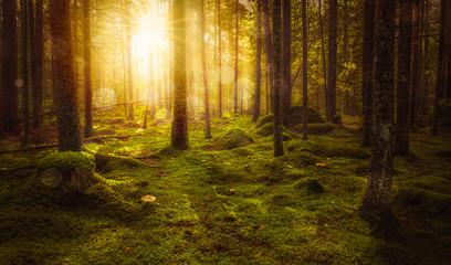 Green mossy fairytale forest with beautiful light from the sun shining between the trees in the mist. Mysterious cozy atmosphere.