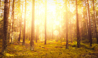 Beautiful pine forest at foggy sunrise. Tall tree trunks and strong sunlight.
