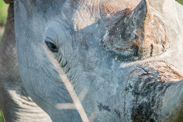 Close up of a White rhino head.