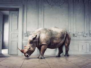 wild rhino in the luxury room © Victor zastol'skiy