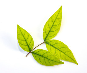 Fototapeta premium Green leaf on white background