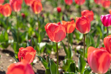 赤いチューリップ