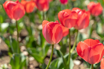 赤いチューリップ