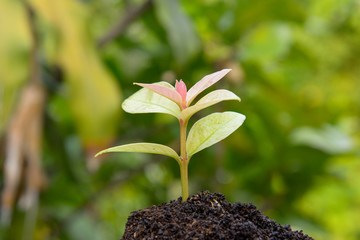 Young tree  growing up, Growth of business,business concept,