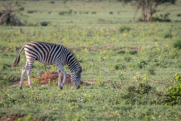 Obraz na płótnie Canvas Baby Zebra grazing on an open plain.