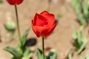 Obraz premium 赤いチューリップ