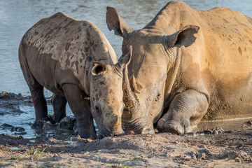 Mother White rhino with a baby calf.
