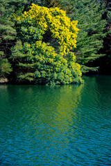 早春のミモザの花咲く湖岸の風景がまぶしく、美しい