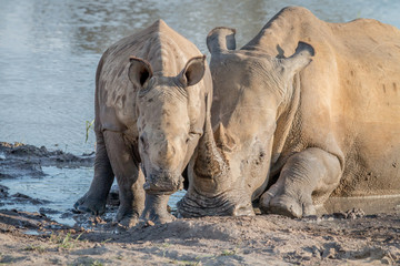 Mother White rhino with a baby calf.