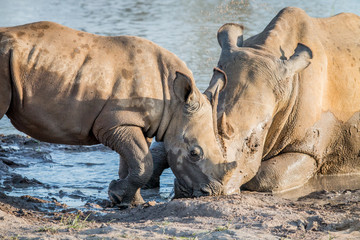 Fototapeta premium Mother White rhino with a baby calf.