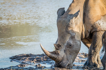 Side profile of a White rhino in the water.
