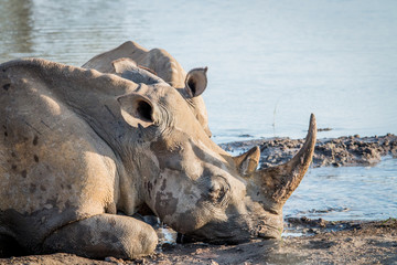 Side profile of a White rhino in the water.