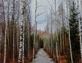 Fototapeta premium trees in forest