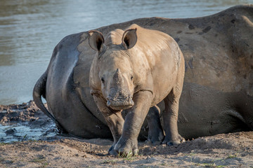 Fototapeta premium Baby White rhino calf starring at the camera.