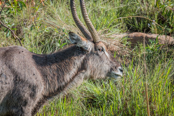 Side profile of a big male Waterbuck.