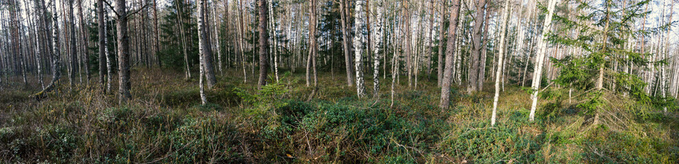 Fototapeta premium grass in a birch grove