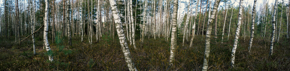 grass in a birch grove