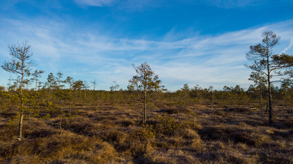 Obraz premium walkaway in the swamp