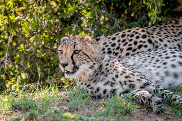 Cheetah laying down and starring.