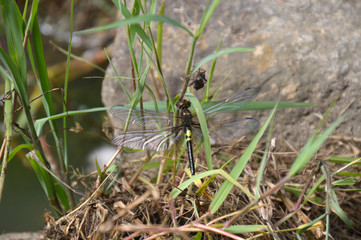 羽化したあと、翅を乾かしているコシアキトンボ
