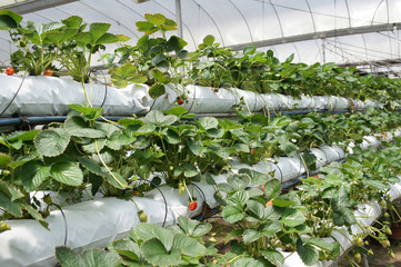Strawberry fruits in the strawberry farm. Planted uses a multi-storey shelf to save space. Watered by using drops of water from the small polyvinyl pipes. 