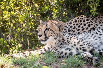 Cheetah laying down and starring.