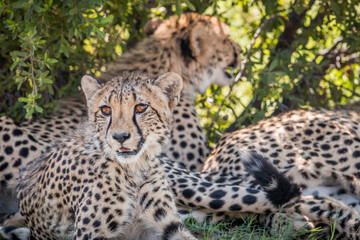 Cheetah laying down and starring.