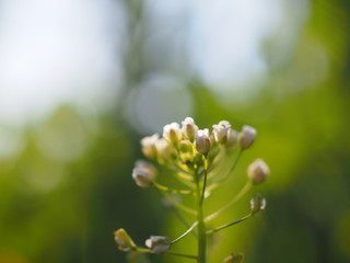 Capsella bursa-pastoris