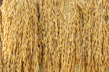 Dry rice grains in the background Before entering the golden rice grain sorting machine