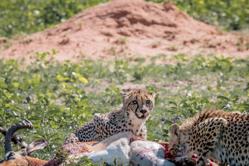 Cheetah feeding on an Impala kill.