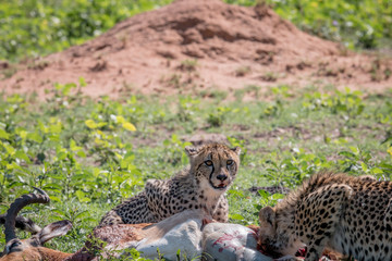 Cheetah feeding on an Impala kill.