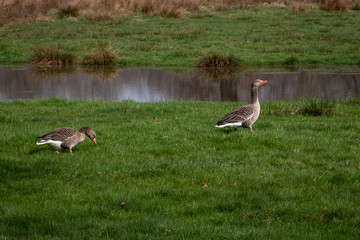 Grey goose in the grass nearby a pond in the Netherlands province Overijssel