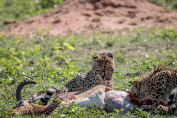 Cheetah feeding on an Impala kill.