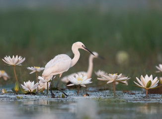  Egret in water lily pond