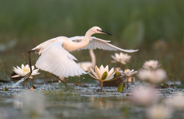  Egret flying over flowers 