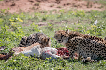 Cheetah feeding on an Impala kill.