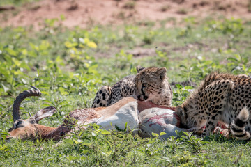 Fototapeta na wymiar Cheetah feeding on an Impala kill.