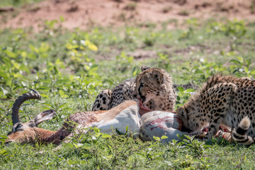 Cheetah feeding on an Impala kill.