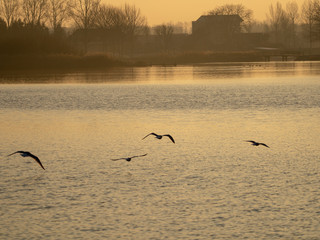 sunrise birds lake