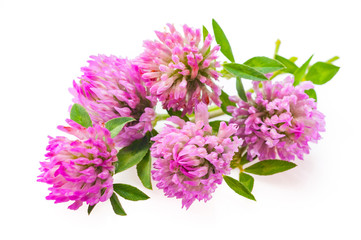 Fototapeta premium Clover flowers isolated on a white background