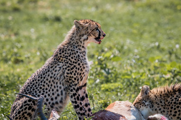 Cheetah feeding on an Impala kill.