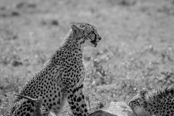 Cheetah feeding on an Impala kill.