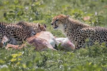 Cheetah feeding on an Impala kill.