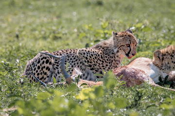 Cheetah feeding on an Impala kill.