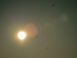 birds sky sun