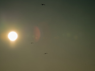 birds sky sun