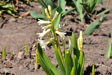 green onions in the garden